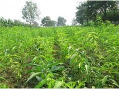 郑州果树苗供应&郑州果树苗批发&郑州果树苗价格