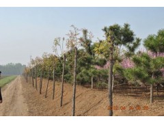 北栾树苗@北栾@北栾苗价格13468049936