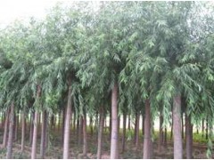 天津速生柳8公分380万株