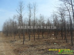 供应3-10公分水杉、青桐等