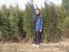 侧柏#侧柏小苗#侧柏价格#侧柏基地13468049936