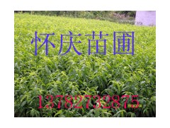 河南果树苗&巩义果树苗&新乡果树苗&南阳果树苗