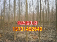 供应4公分速生柳、4公分速生柳价格、4公分速生柳哪里有卖?