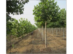 1-20CM法桐!速生法桐!法桐小苗!速生白蜡苗,北/南栾苗