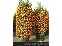 河南果树苗畅销:郑州、新乡、开封、周口、信阳、洛阳地区