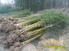 供应金镶玉竹、青竹、毛竹、淡竹等