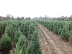 低价直销30-200公分高度蜀桧、塔柏、塔松、北京桧、圆柏