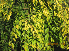 21公分速生柳-12公分五角枫-10公分合欢-5公分金叶榆