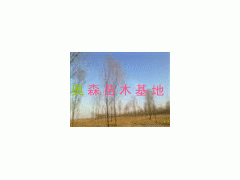 速生柳国际名牌-奥森基地-国家林业局首批