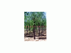 1000亩速生柳基地-国家林业局审批