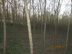 北方最大的垂柳基地-种苗基地-奥森基地