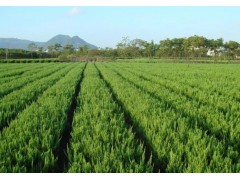 淄博绿化苗木公司-北京奥体公园唯一指定供应商