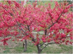 洛阳红叶碧桃苗、许昌红叶碧桃苗销到郑州、新乡、开封、驻马店