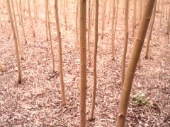 3-10公分金丝垂柳200万株