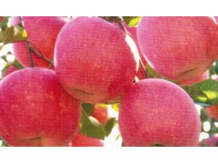 苹果苗,优质苹果苗,批发苹果苗,精品苹果苗,低价预定中