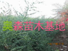 求购速生国槐苗-13731689668