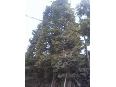 低价出售楠木 熟货楠木 大骨架楠木 成都楠木苗木