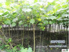 供应木芙蓉 成都速生芙蓉批发 成都千蜀园林芙蓉苗木