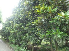 广玉兰10公分价格