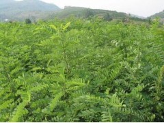 湖北刺槐苗供应