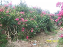 榉树朴树香樟女贞红叶石楠