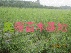 优质种苗-种苗基地-垂柳种苗