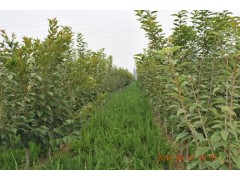 低价供应3公分樱花树@3公分樱花树哪里有@3公分樱花树哪里找