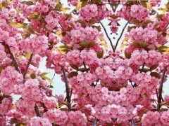 3公分樱花哪里有#3公分樱花苗哪里找@3公分樱花价格