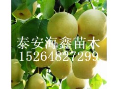 河南黄金梨苗,黄金梨树苗,河南黄金梨苗价格低产量高