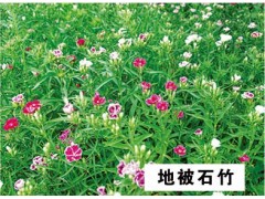 地被石竹