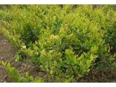 供应金禾女贞 成都金禾女贞 重庆金叶女贞灌木 金叶女贞苗圃