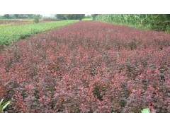 供应紫叶小檗 成都紫叶小檗 紫叶小檗工程苗木 紫叶小檗苗圃
