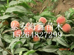 河南批发苹果苗,苹果树苗价格低,苹果小苗火爆热销