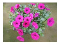 山东垂吊牵牛 垂吊牵牛价格 潍坊青州垂吊牵牛