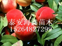 河南国光苹果苗,国光苹果树苗,国光苹果苗火爆热销中