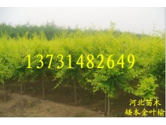 【甩卖】供应金叶榆、出售金叶榆