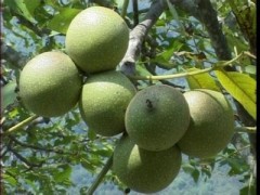 2013最新核桃价格