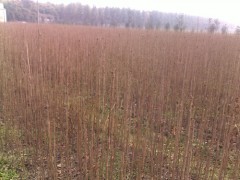 供应银杏小苗 成都银杏小苗 成都熟货银杏 成都银杏苗圃批发