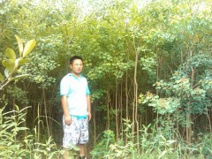 供应乌桕 紫薇 三角枫