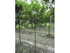 供应丹桂 成都丹桂 丹桂价格 大鬼5公分批发 成都枣红金桂