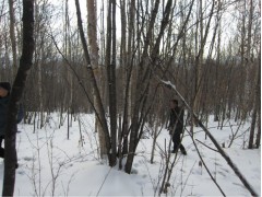 吉林丛生五角枫