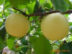 哪里有水晶梨树苗,水晶梨苗成活率高价格低海鑫园艺场