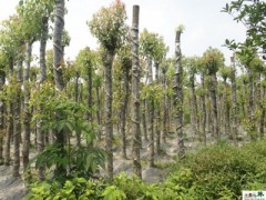供应香樟 成都苗木 成都香樟 大骨架香樟 香樟价格 湖南香樟