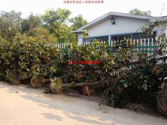 红叶李、红叶桃、大叶女贞 桂花、香樟 乌桕 广玉兰、