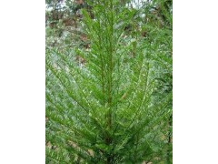 供应红豆杉 成都苗木 工程苗木 苗圃种植 红豆杉小苗 成都