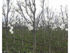 供应二乔玉兰 成都苗木 白玉兰最新价格 成都白玉兰苗圃苗木