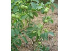 哪里有香玲核桃树苗,香玲核桃苗成活率高价格低海鑫园艺场