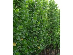 德州绿化苗木15244440011