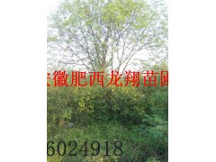 供应槐树、木瓜树、腊梅、国槐、红叶桃、土石楠