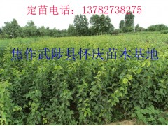 周口果树苗-梨树苗-桃树苗-核桃苗-柿子树苗供应